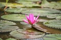 pink lotus flower on pond Royalty Free Stock Photo