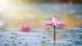 Pink Lotus Flower or water lily with green leaf in in pond with Beautiful sunlight and sunshine in the morning Royalty Free Stock Photo