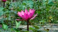 Pink Lotus Flower or Water Lily Royalty Free Stock Photo