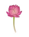 Pink Water lily flower. Lotus vector illustration Royalty Free Stock Photo