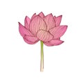 Pink lotus flower. Water lily vector illustration Royalty Free Stock Photo