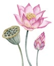 Pink Lotus Flower. Watercolor hand drawn illustration of water lily on isolated background. Botanical drawing of Royalty Free Stock Photo