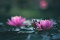 Lotus flower or waterlily floating on the water
