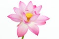 Pink lotus flower and white background.