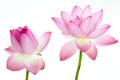 Pink lotus flower and white background.