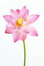 Pink lotus flower and white background