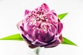 Pink lotus flower Royalty Free Stock Photo