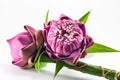 Pink lotus flower Royalty Free Stock Photo