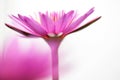 Pink lotus flower on white background