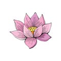 Pink Lotus Flower On White Background In Vector. Hand Drawn Illustration. Nelumbo. Botanical Illustration In Vintage Style