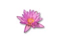 Pink lotus flower with wihte background