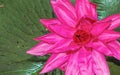 Pink lotus Royalty Free Stock Photo