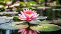 Pink lotus flower with a yellow center, floating on a pond with green lily pads Royalty Free Stock Photo