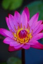 Pink lotus flower with yellow pollen, blurry green leaves background Royalty Free Stock Photo