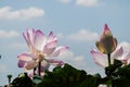 Pink lotus flowers against blue sky with clouds Royalty Free Stock Photo