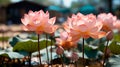 Pink lotus flowers bloom above the water, with sunlight illuminating their delicate petals and a blurred background enhancing Royalty Free Stock Photo