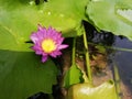 Pink lotus flowers bloom in the betta basin. In rural areas of Thailand Royalty Free Stock Photo