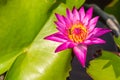 Pink lotus flowers bloom in the river on the background of green lotus leaves, bees perch the petals of the lotus flower in the po Royalty Free Stock Photo