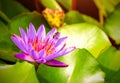 Pink lotus flowers bloom in the river on the background of green lotus leaves, bees perch the petals of the lotus flower in the po Royalty Free Stock Photo