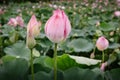 Pink Lotus Flowers Blooming in The Lake, Waterlily Flower With Beautiful Leaves Pattern.Tropical Botany Flower Plant Blossoming in