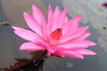 Pink lotus flowers blooming in the pool Royalty Free Stock Photo