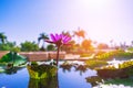 Pink lotus flowers blooming in the pool with warm light Royalty Free Stock Photo