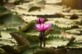 Pink lotus flowers are blooming with sunset Royalty Free Stock Photo