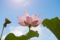 Pink lotus flowers are blooming with sunset Royalty Free Stock Photo