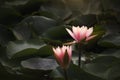 Pink lotus flowers are blooming with sunset Royalty Free Stock Photo