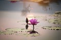 Pink lotus flowers are blooming with sunset Royalty Free Stock Photo