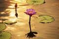 Pink lotus flowers are blooming with sunset Royalty Free Stock Photo