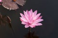 Pink lotus flowers are blooming with sunset Royalty Free Stock Photo