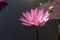 Pink lotus flowers are blooming with sunset Royalty Free Stock Photo