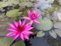 Two fresh pink with red lotus flowers blossom in the pond