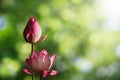 Pink lotus flowers on blurred green bokeh background Royalty Free Stock Photo