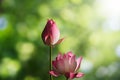 Pink lotus flowers on blurred green bokeh background Royalty Free Stock Photo