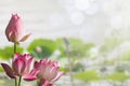 Pink lotus flowers on blurred lotus leaves in lake with soft bokeh background Royalty Free Stock Photo