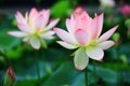 pink Lotus flowers and buds with green leaves Royalty Free Stock Photo