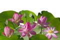 Pink lotus flowers, buds and green leaves isolated on white background Royalty Free Stock Photo