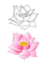 Pink lotus flowers