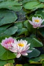 Pink lotus flowers floating on the water Royalty Free Stock Photo