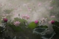 Pink lotus flowers in fog