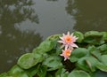 Pink lotus flowers on a garden pond