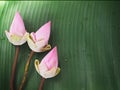 Pink lotus flowers on green banana leaf Royalty Free Stock Photo