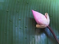 Pink lotus flowers on green banana leaf with water drops. Royalty Free Stock Photo