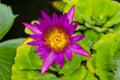 Pink Lotus Flowers in Lily Pond Royalty Free Stock Photo