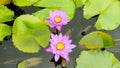 Pink lotus flowers in the pond Royalty Free Stock Photo