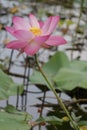 Pink lotus flowers in the pond