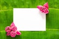 Pink lotus flowers set in corner of blank white space for text on banana leaves background Royalty Free Stock Photo