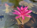 Pink lotus flowers are used to offer monks. Or used to decorate in a vase